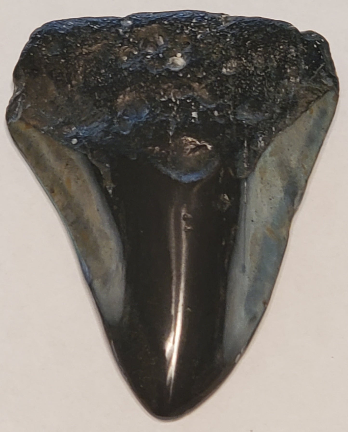 2.78" Painted Megalodon tooth