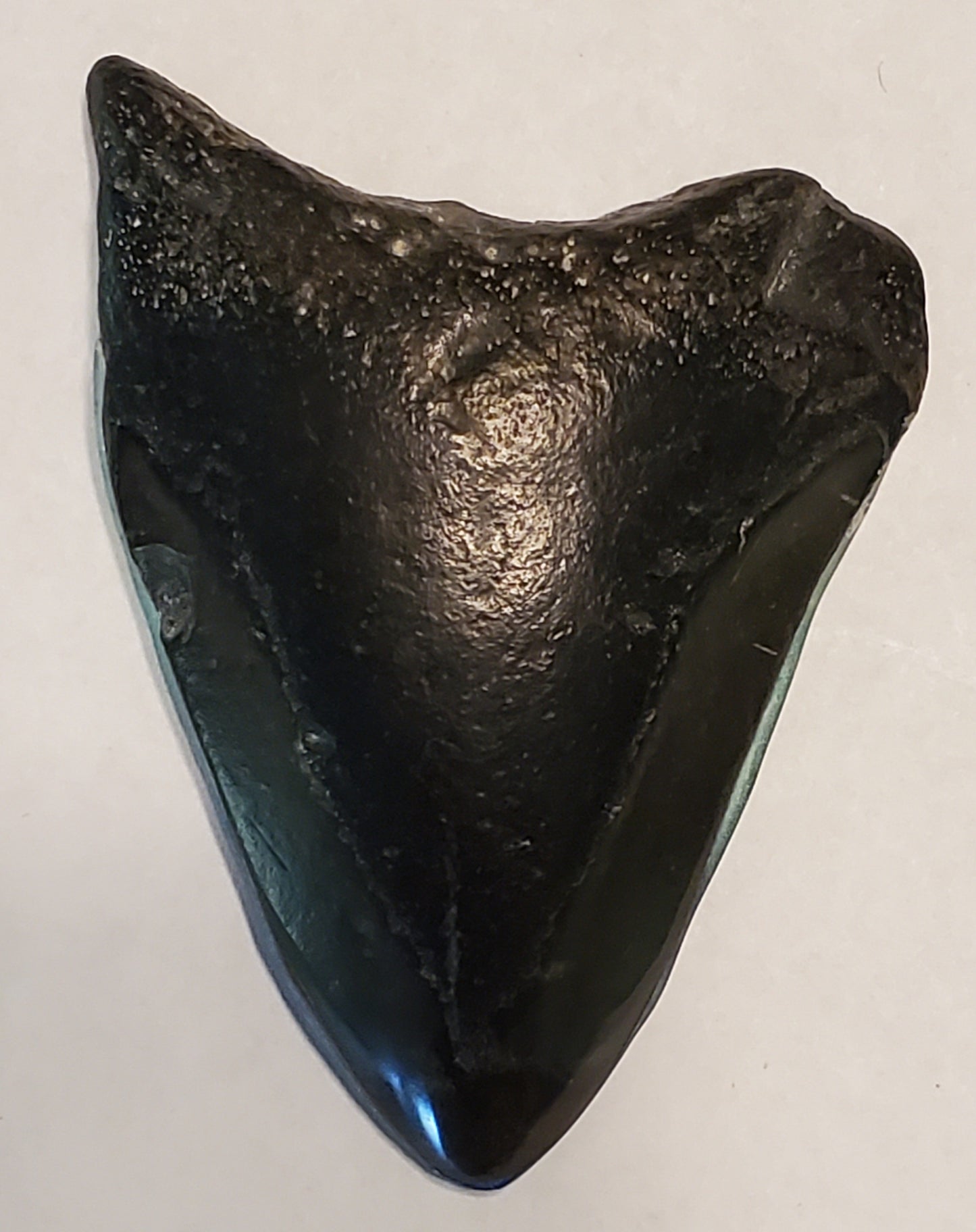 1.36" Painted Megalodon tooth