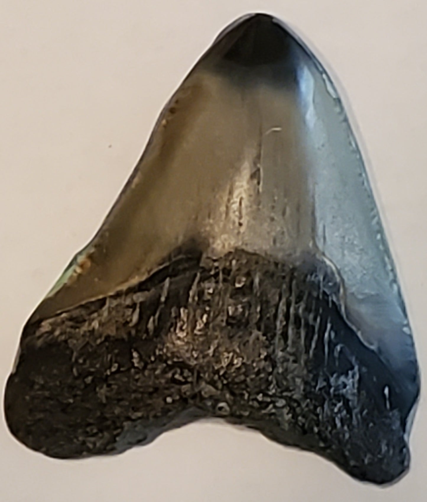 1.83" Painted Megalodon tooth