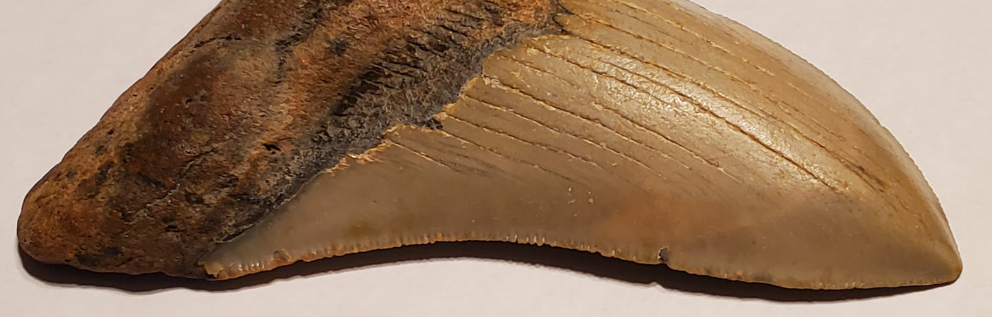 4.71” Megalodon Tooth