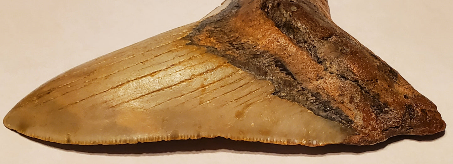 4.71” Megalodon Tooth