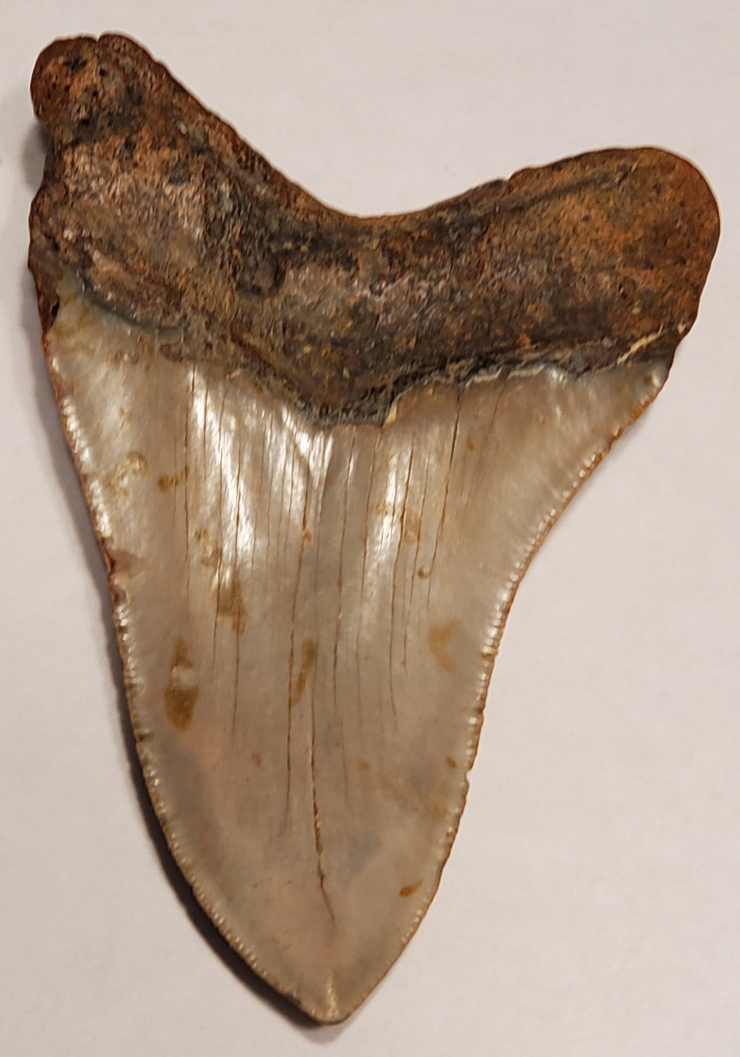 4.71” Megalodon Tooth