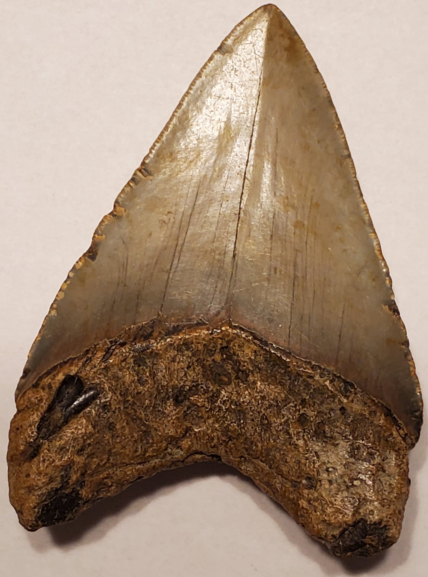 4.22” Megalodon Tooth