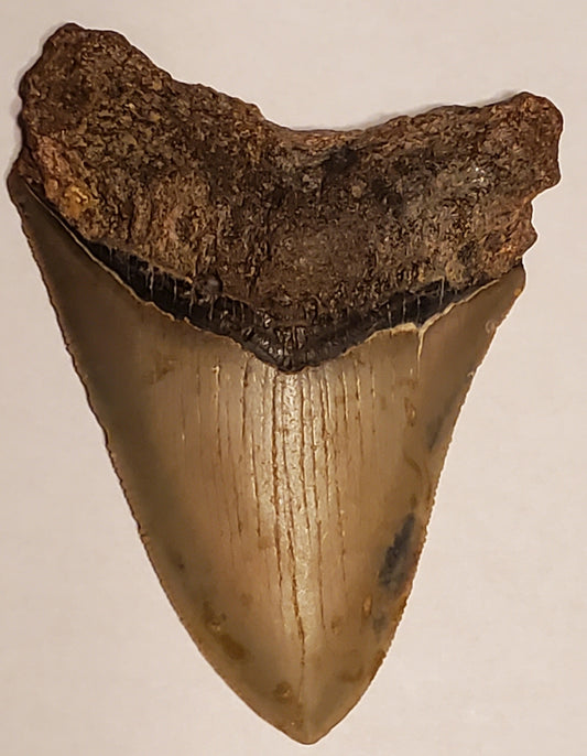 3.65” Megalodon Tooth