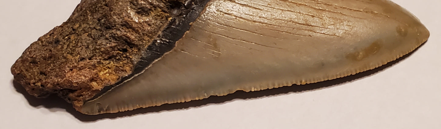 3.65” Megalodon Tooth