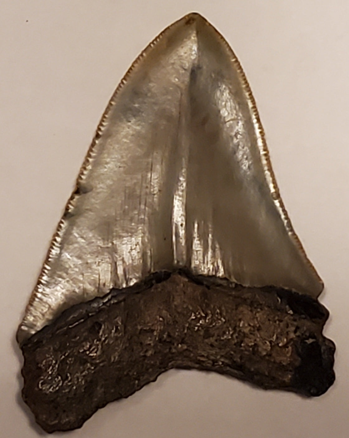 3.65” Megalodon Tooth