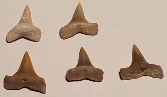 5 Macrorhizodus Falcatus Sharks Tooth Lot