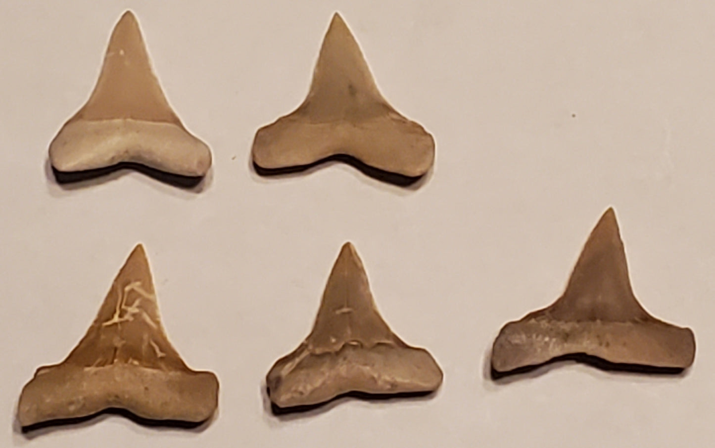 5 Macrorhizodus Falcatus Sharks Tooth Lot