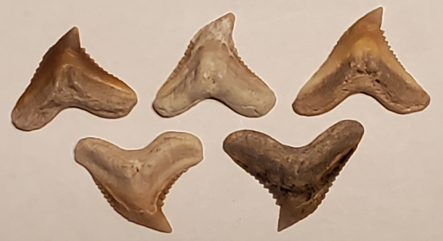 5 Carcharhinus Shark Tooth Lot