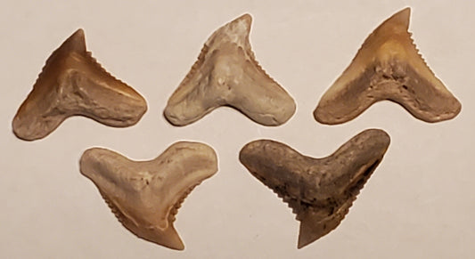 5 Carcharhinus Shark Tooth Lot