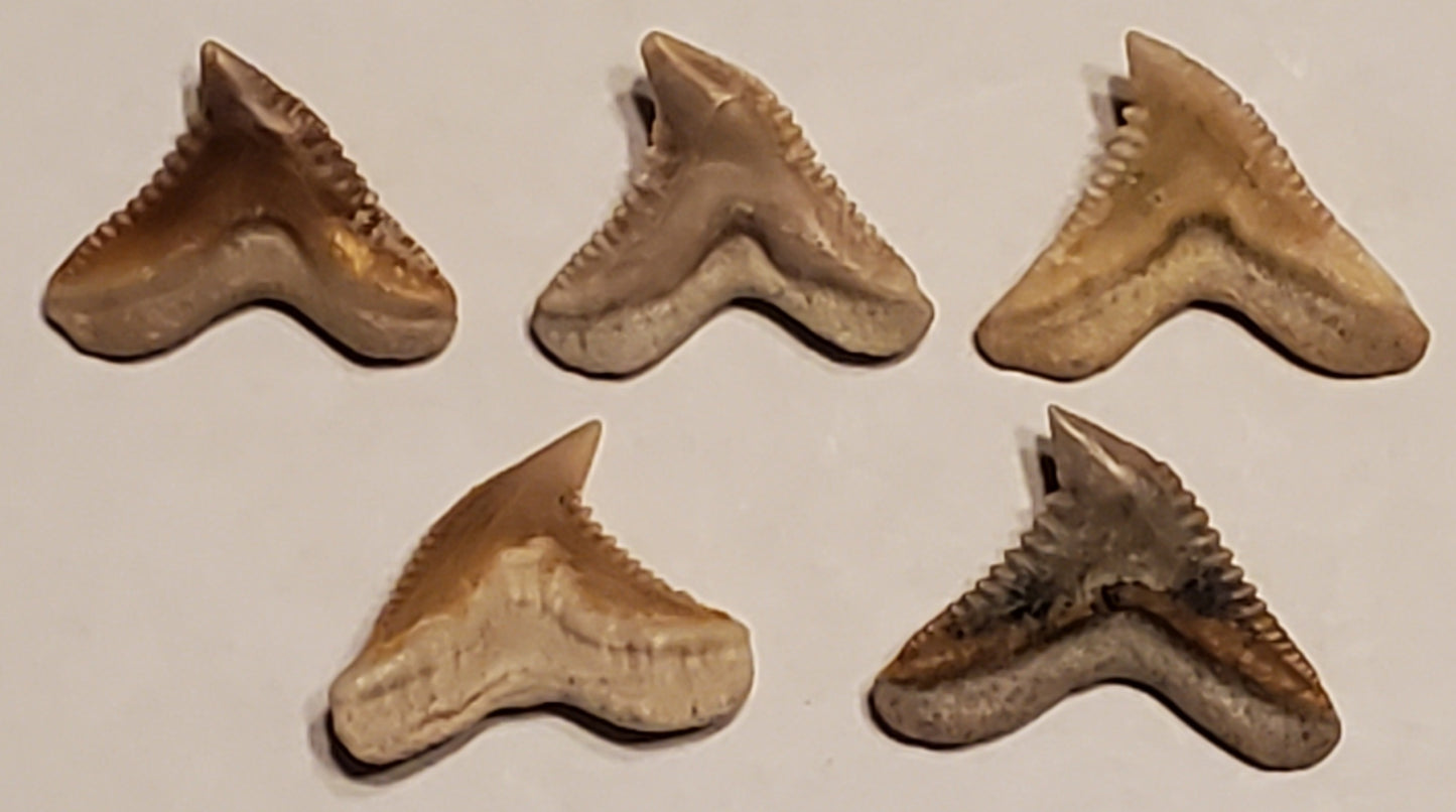 5 Carcharhinus Shark Tooth Lot