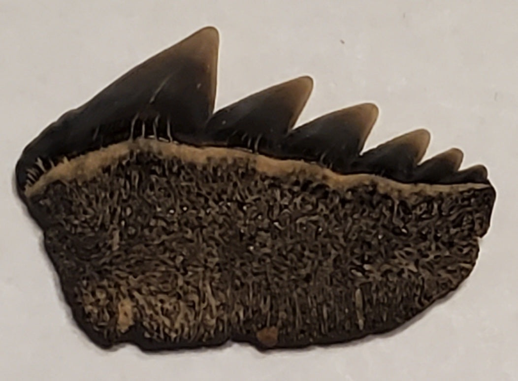 0.90" Cow Shark Tooth