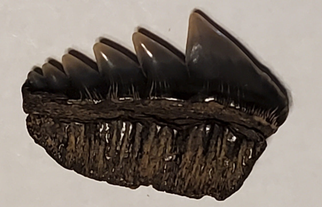 0.90" Cow Shark Tooth