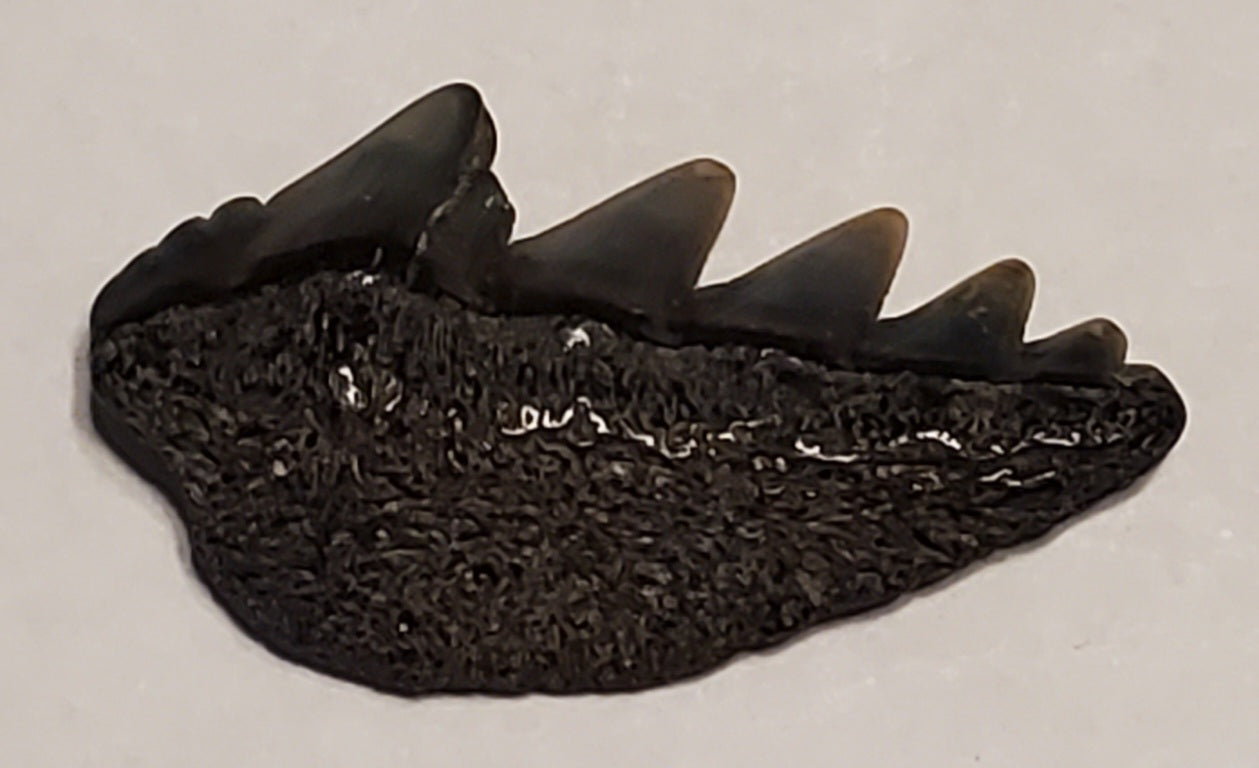 0.99" Cow Shark Tooth