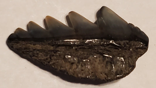 0.99" Cow Shark Tooth