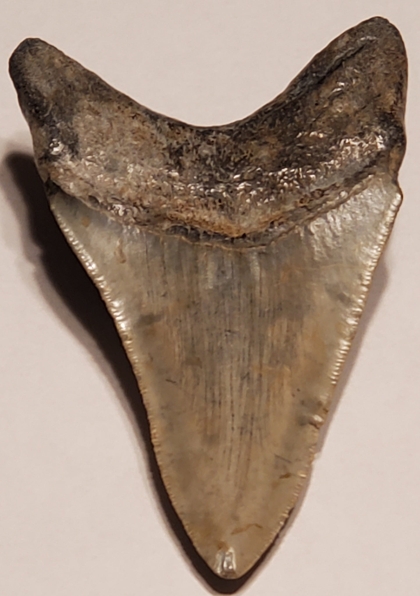 4.55" Megalodon tooth