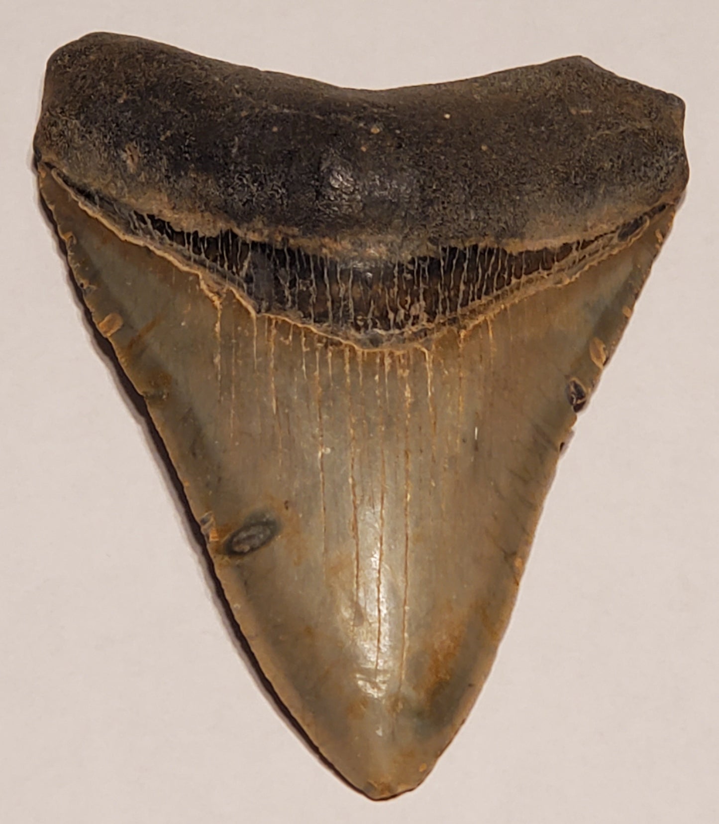 4.77” Megalodon Tooth