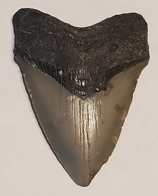 2.61" Megalodon tooth