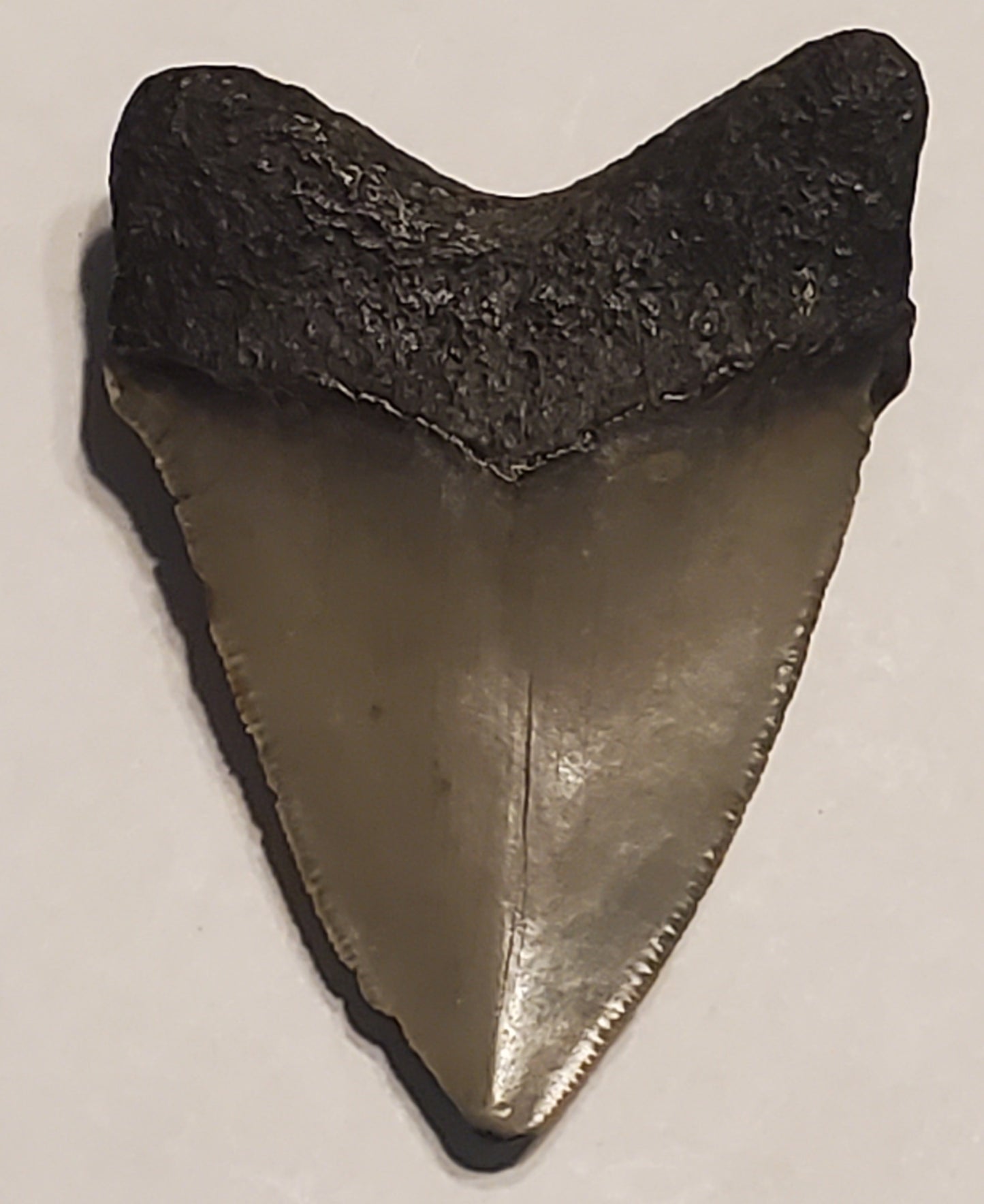 2.61" Megalodon tooth