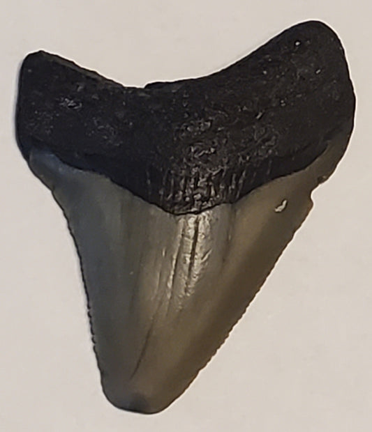 1.90” Megalodon Tooth