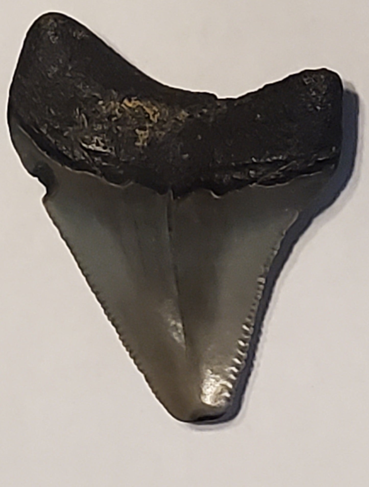 1.90” Megalodon Tooth