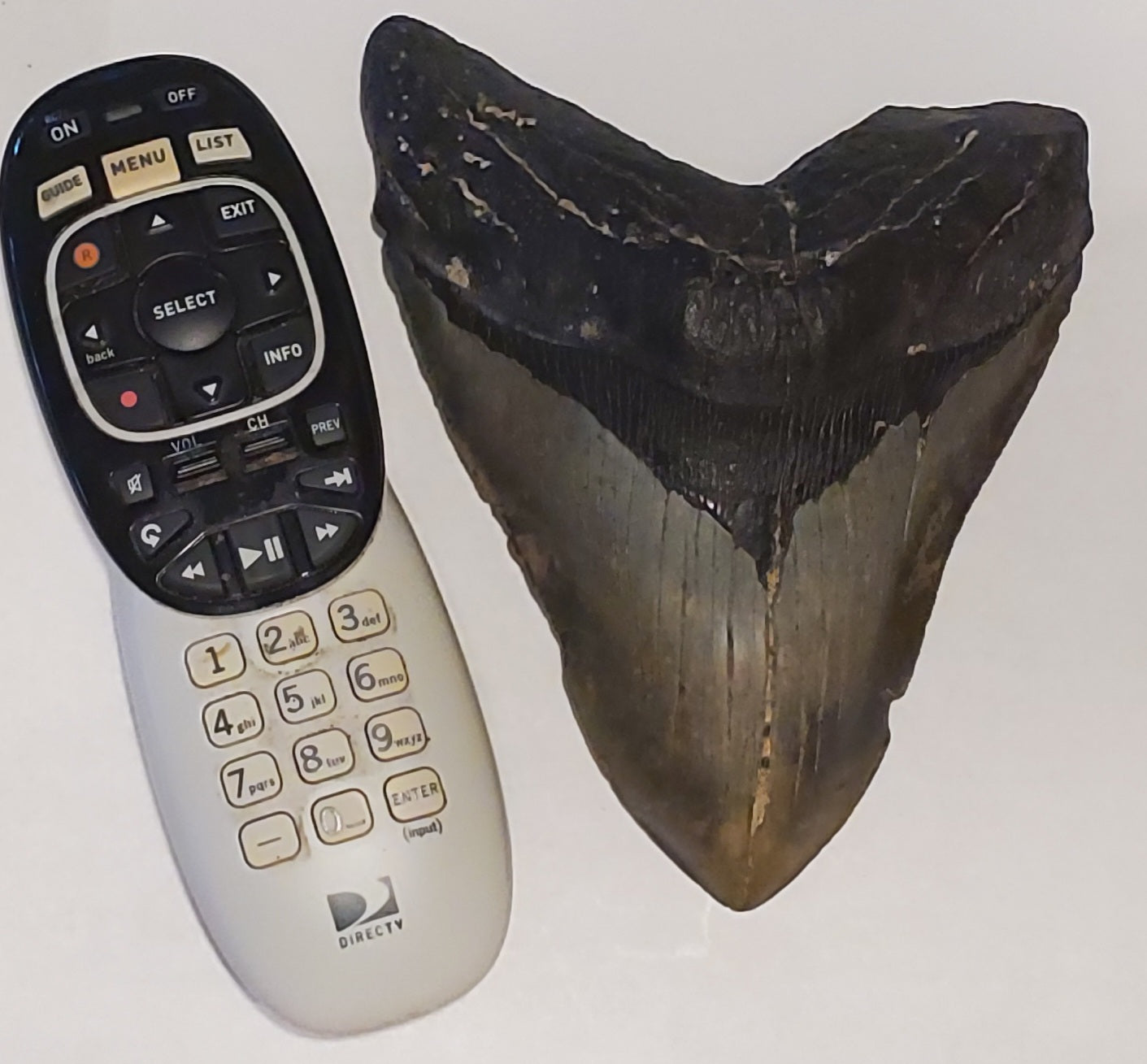 6.43” Megalodon Tooth