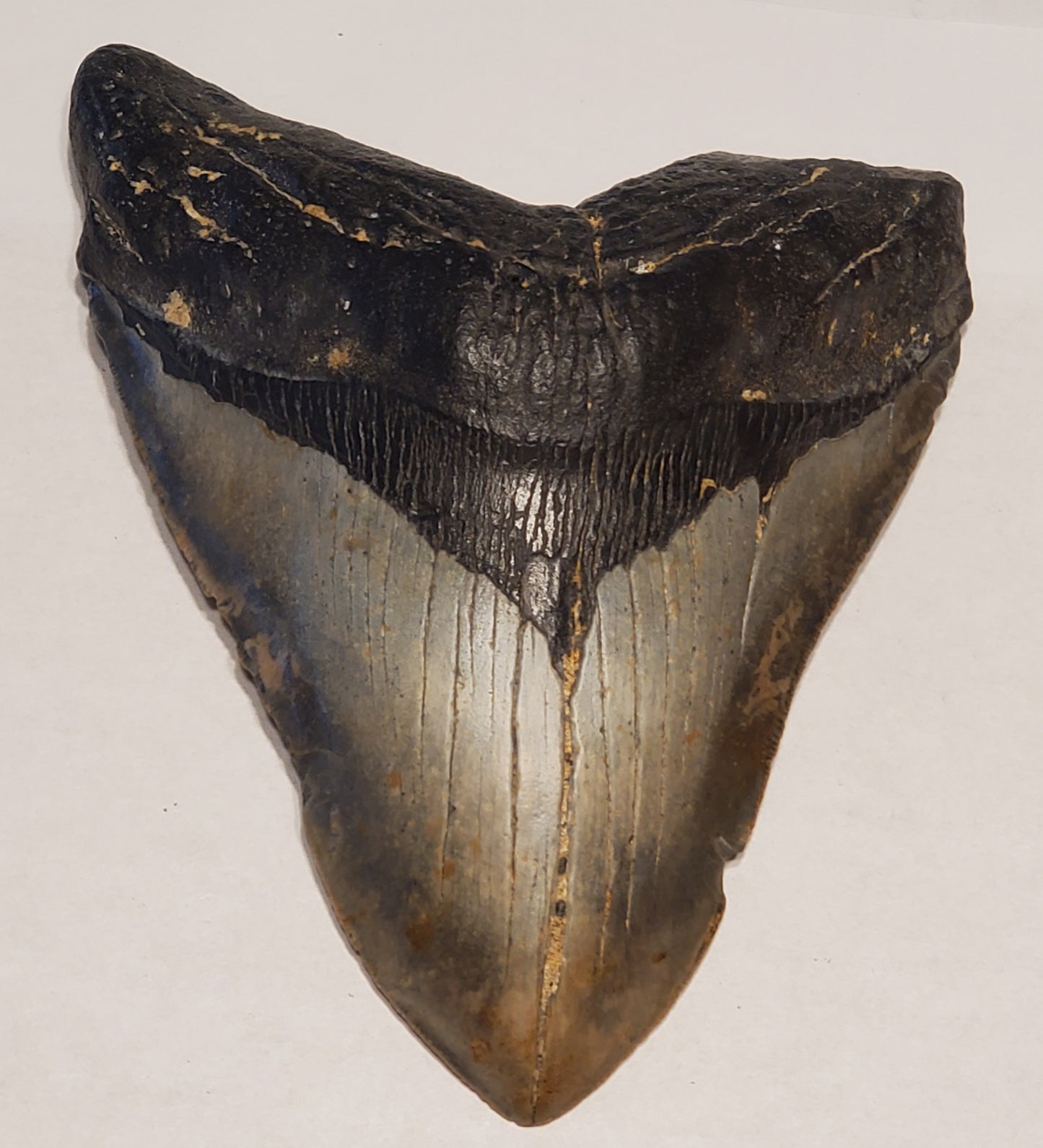 6.43” Megalodon Tooth