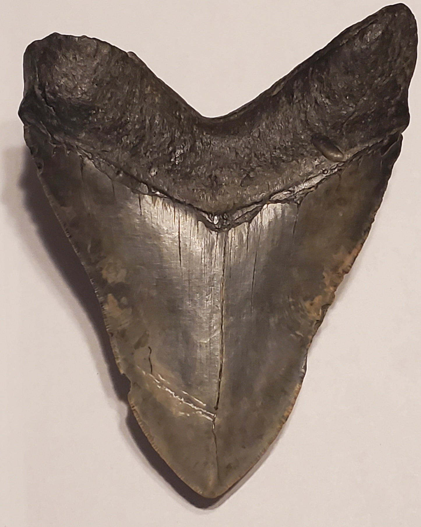 6.43” Megalodon Tooth