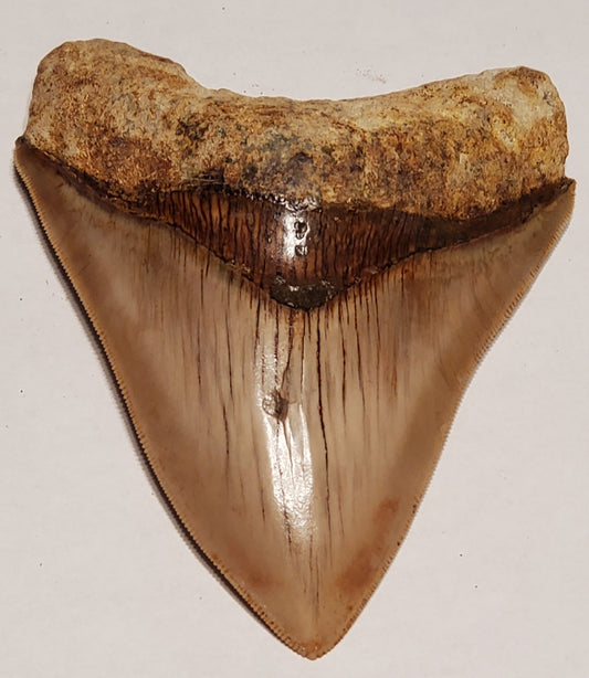 5.40" Megalodon Tooth