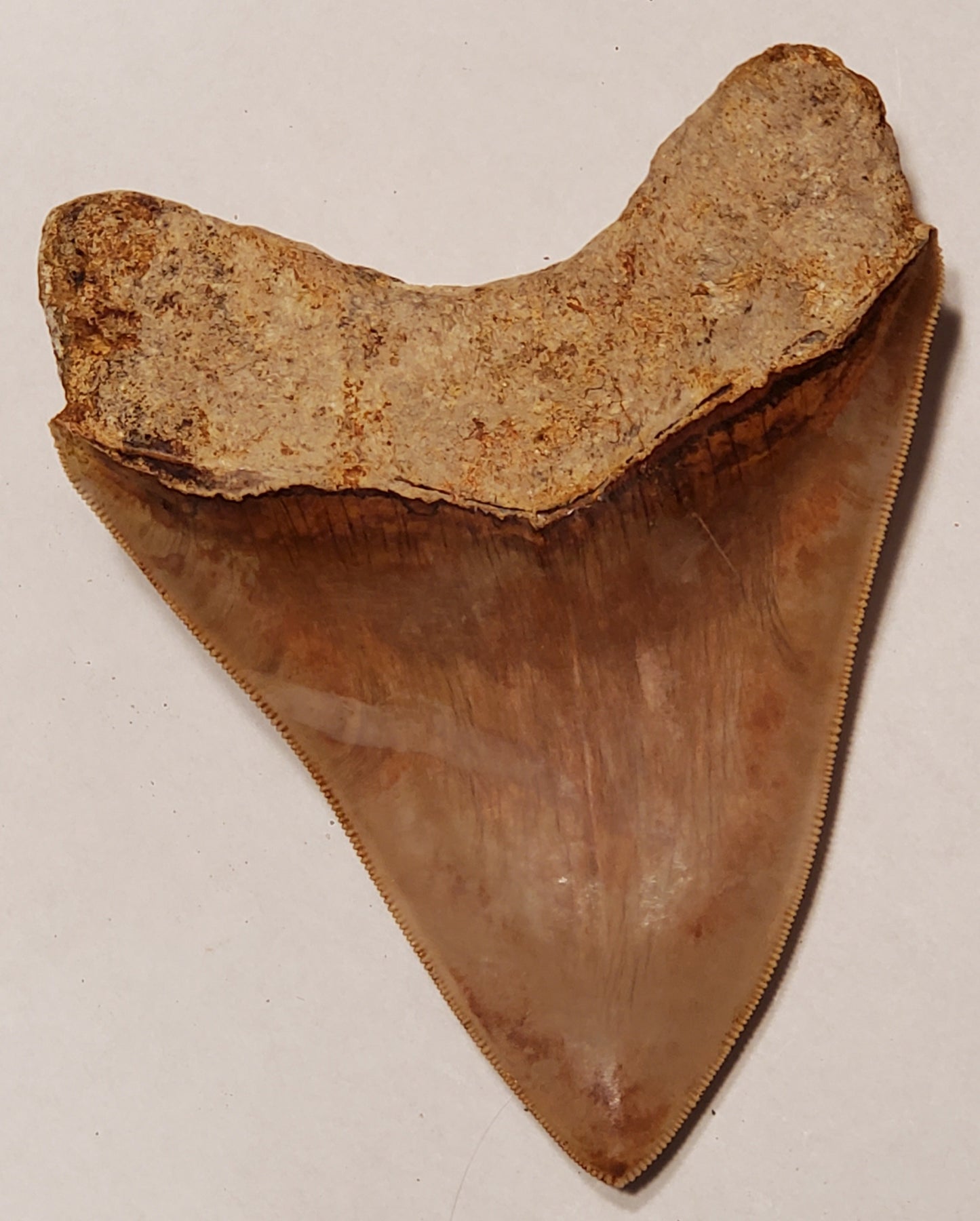 5.40" Megalodon Tooth