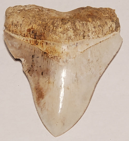 4.70" Megalodon Tooth