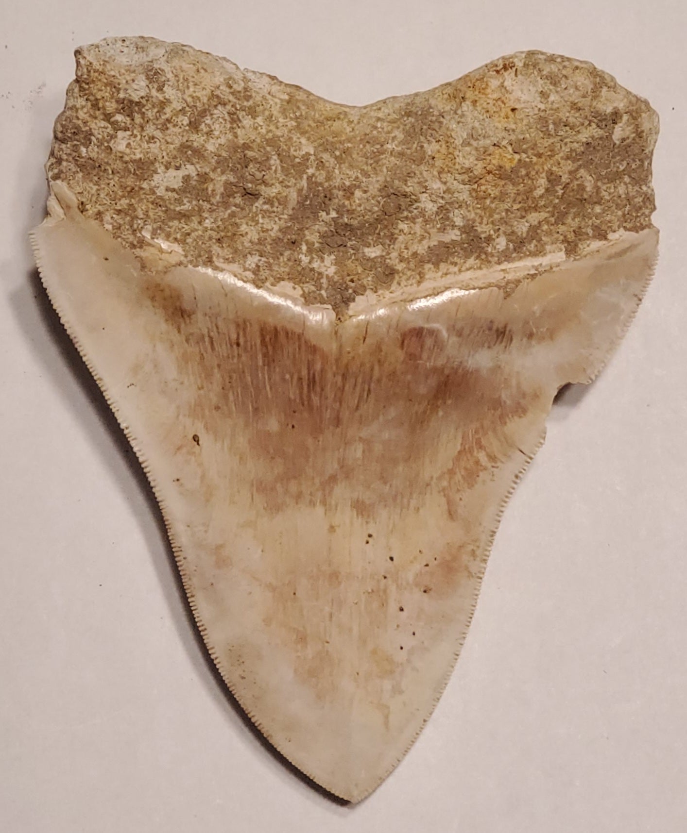 4.70" Megalodon Tooth