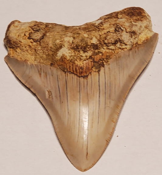 4.45" Megalodon Tooth