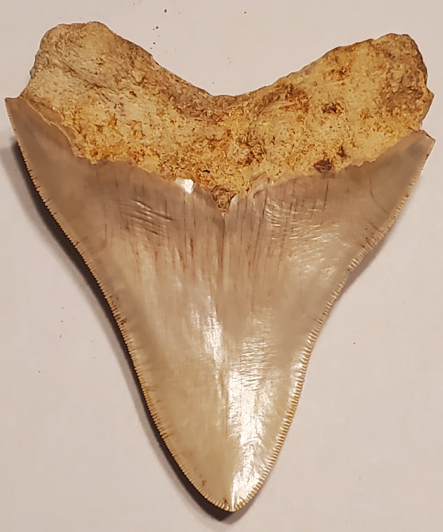 4.45" Megalodon Tooth