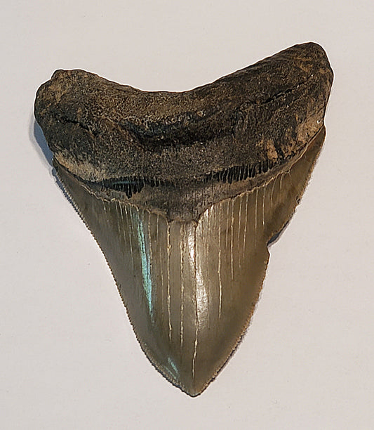 4.20” Megalodon Tooth