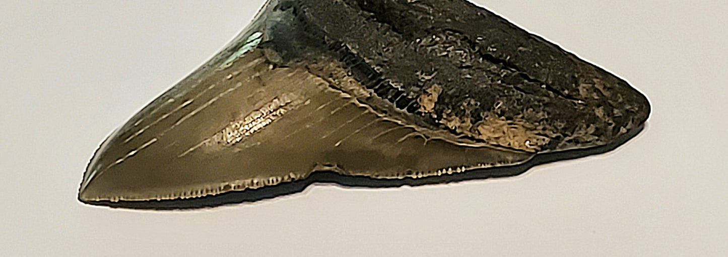 4.20” Megalodon Tooth