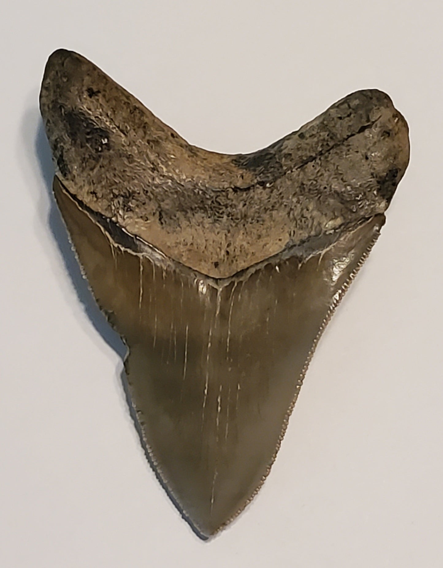 4.20” Megalodon Tooth