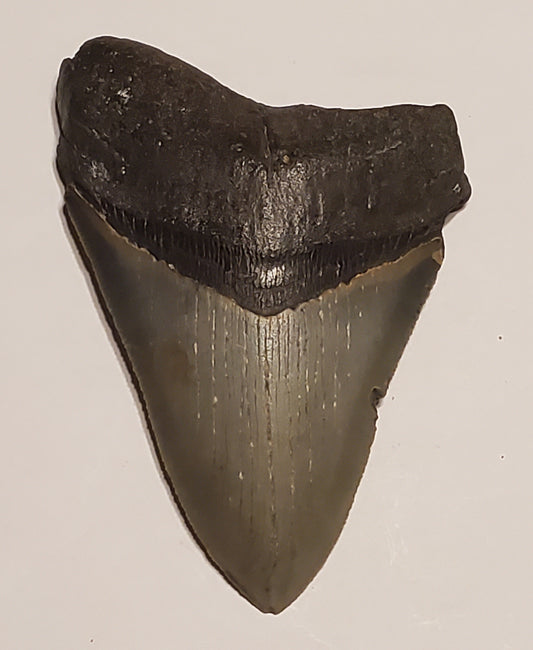 4.19” Megalodon Tooth