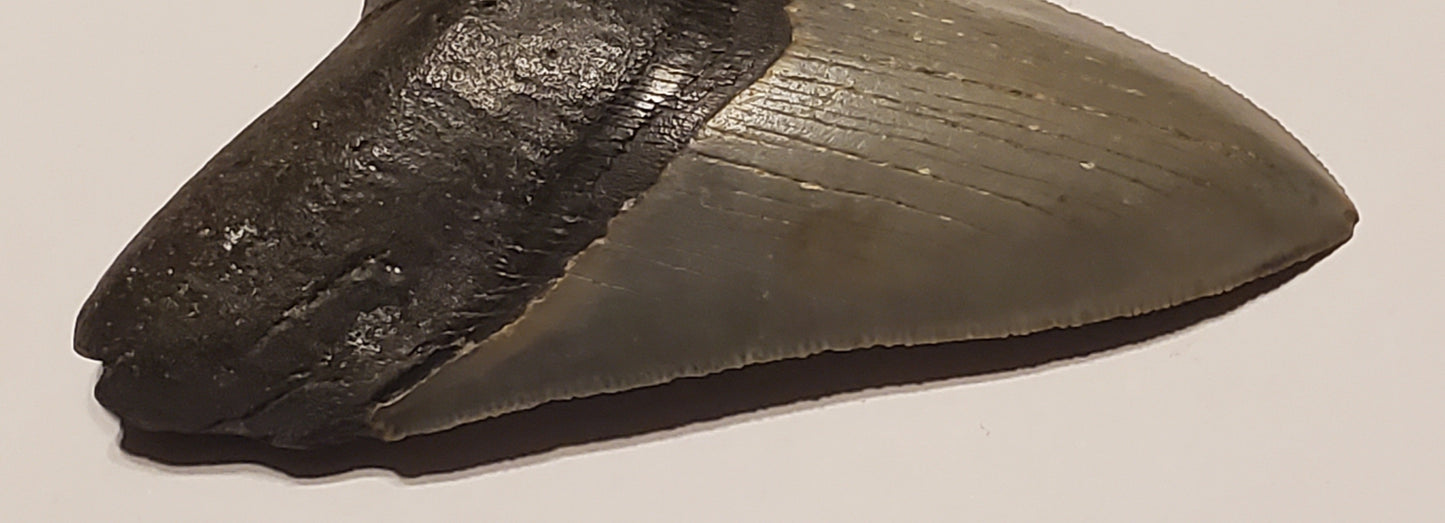 4.19” Megalodon Tooth