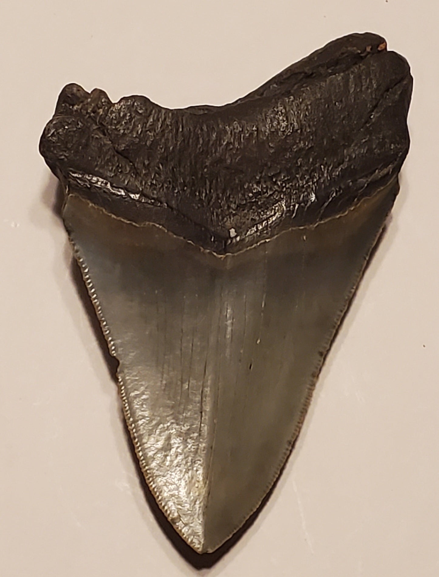 4.19” Megalodon Tooth