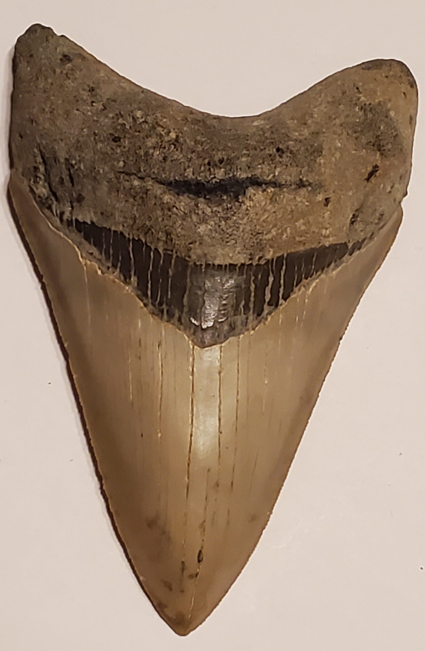 4.60” Megalodon Tooth Museum Quality!