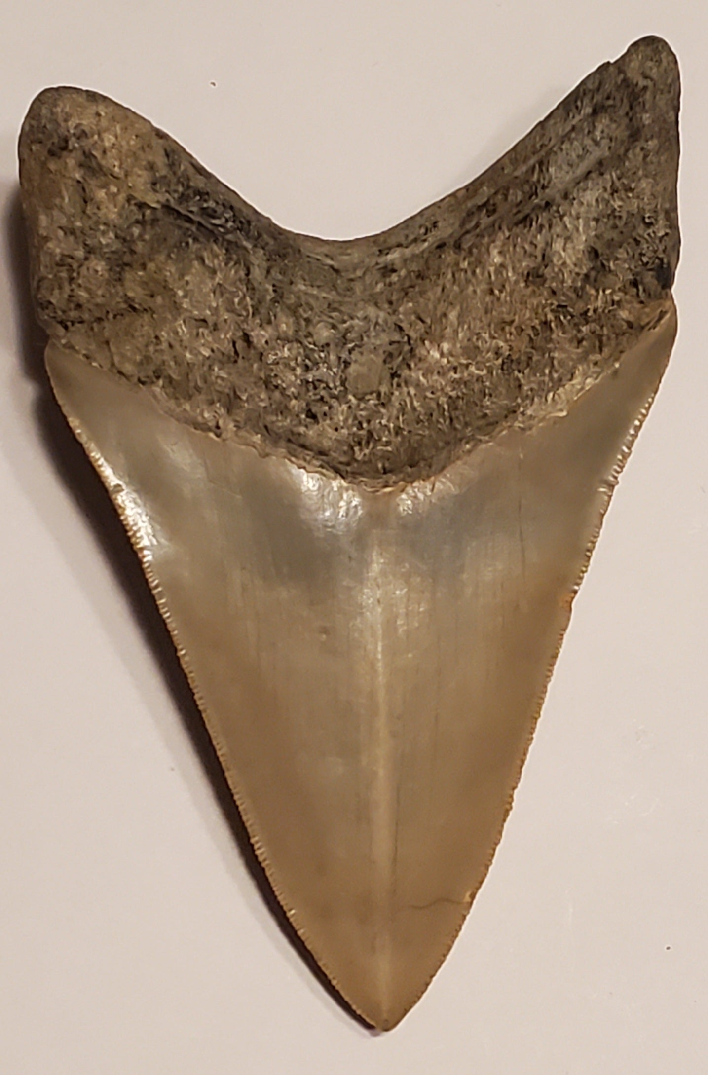 4.60” Megalodon Tooth Museum Quality!