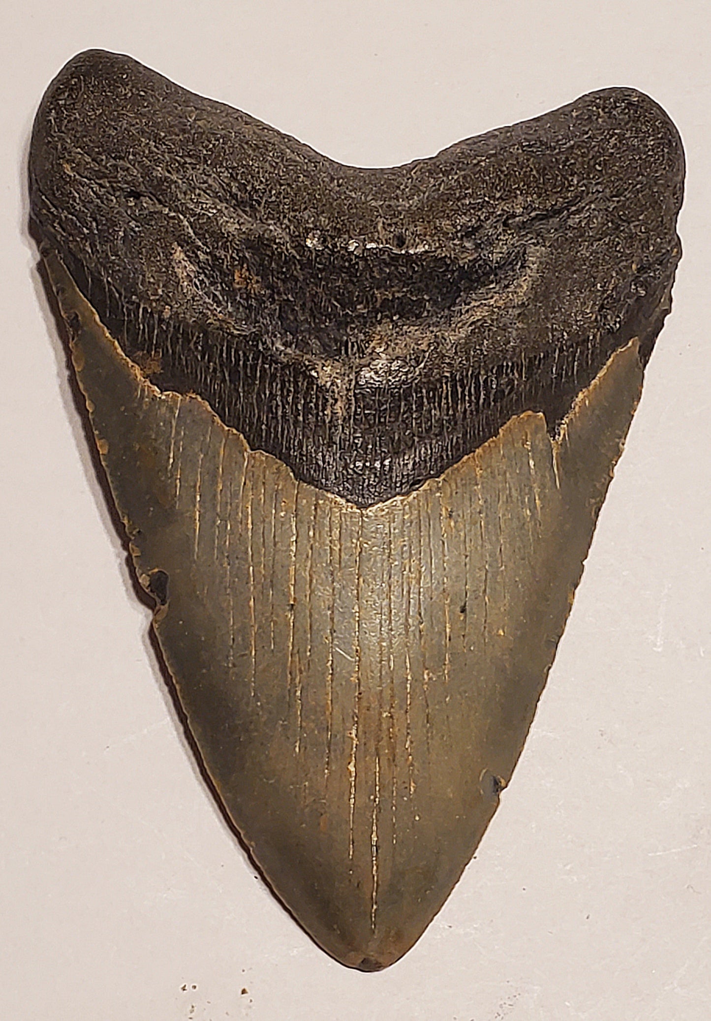 4.63” Megalodon Tooth