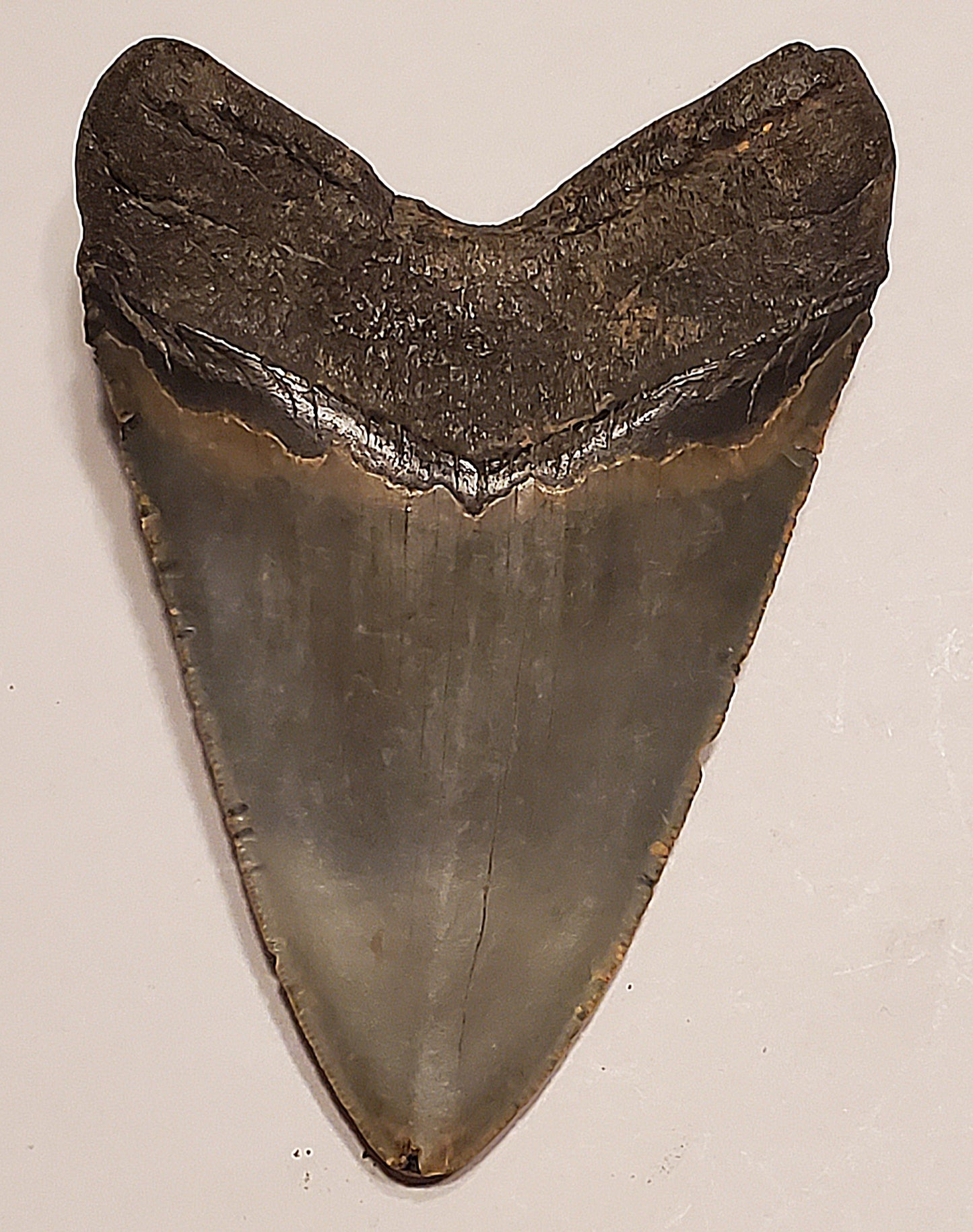 4.63” Megalodon Tooth