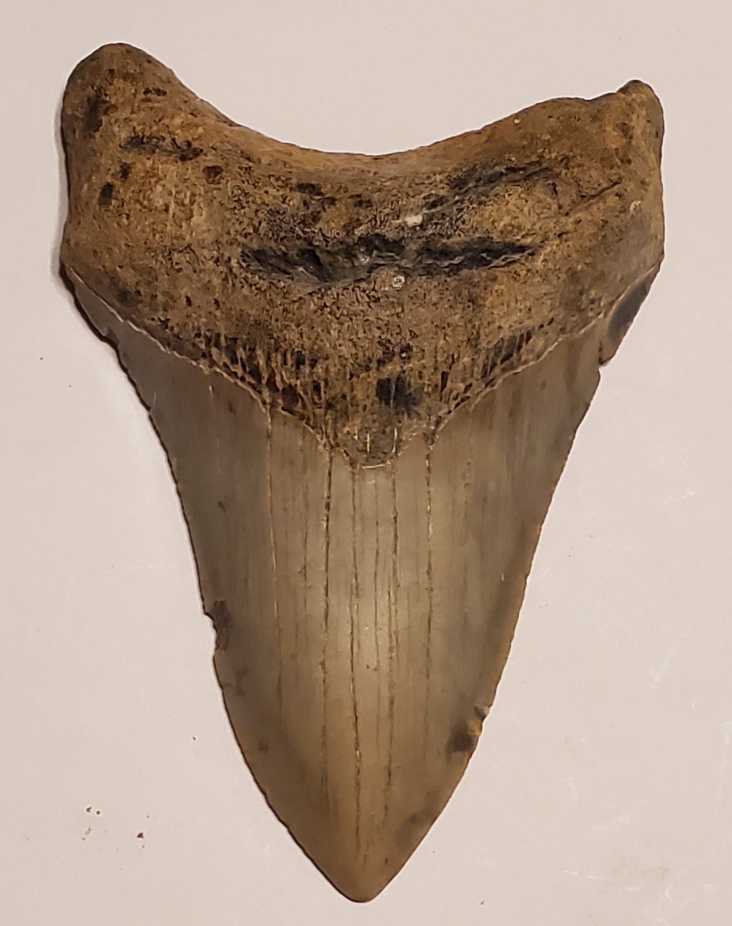 4.39” Megalodon Tooth