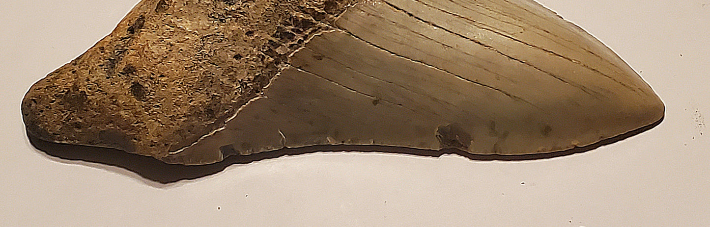 4.39” Megalodon Tooth