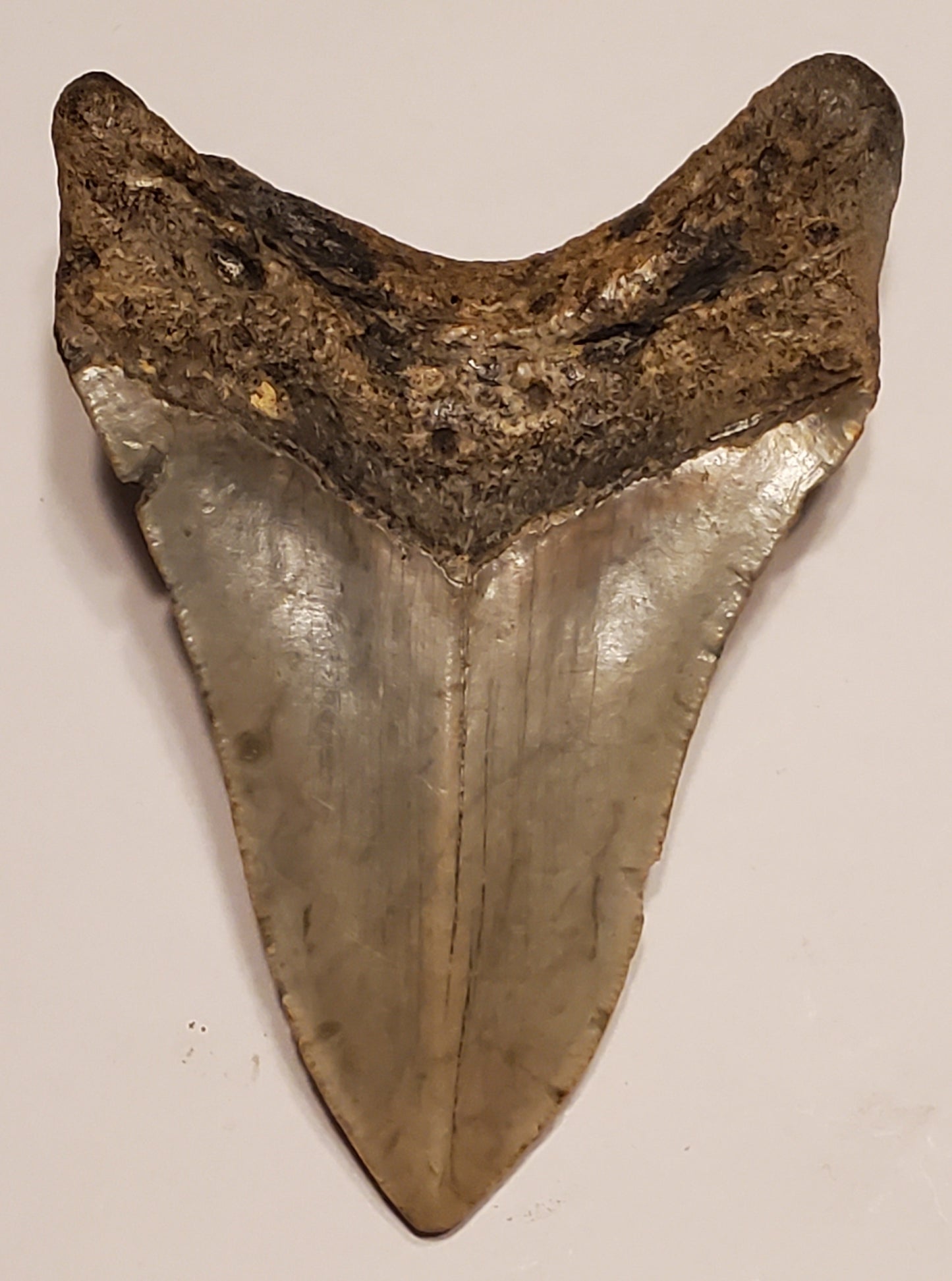 4.39” Megalodon Tooth