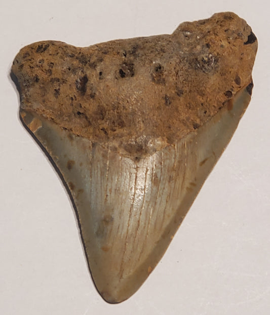 3.23” Megalodon Tooth