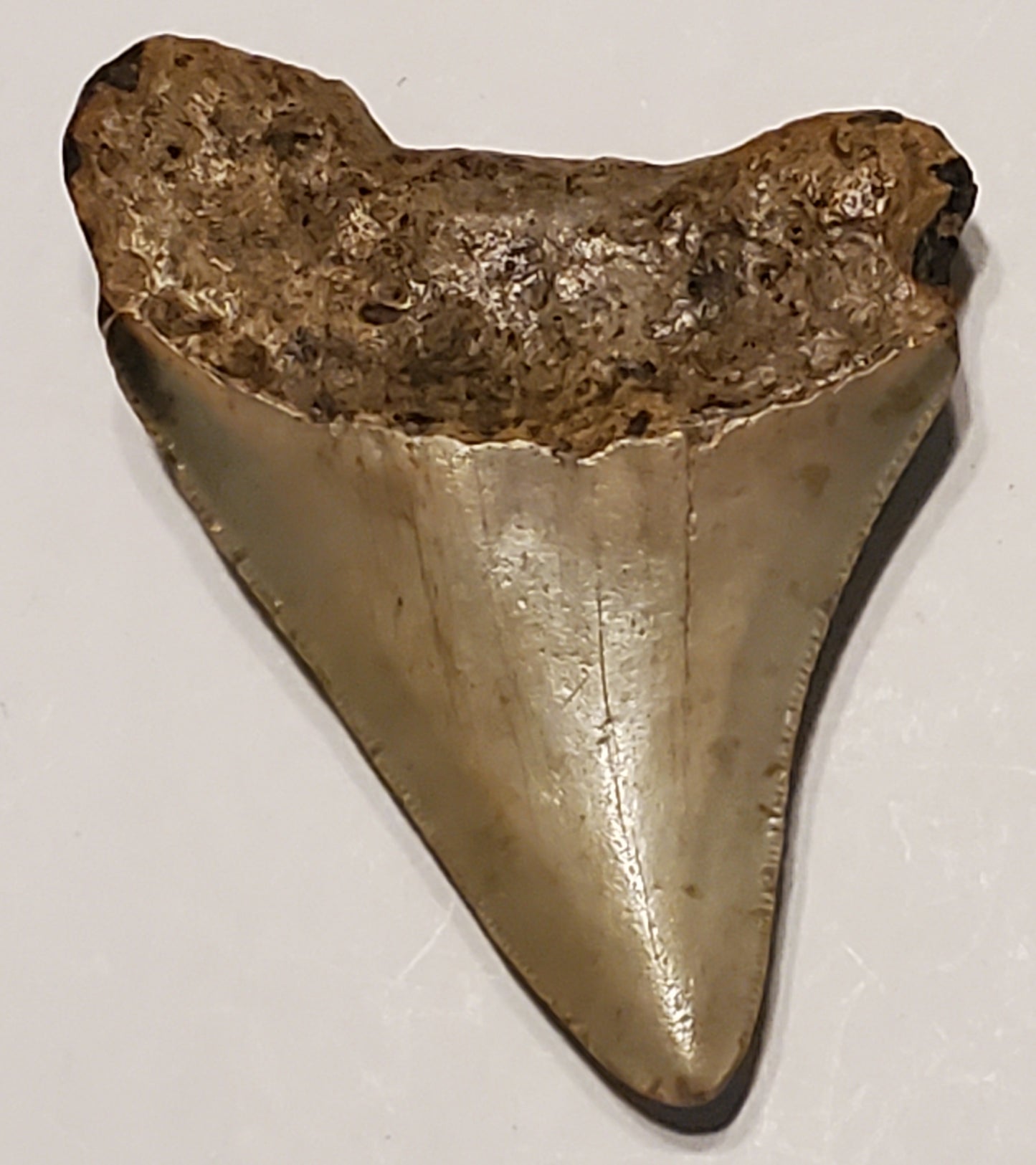 3.23” Megalodon Tooth