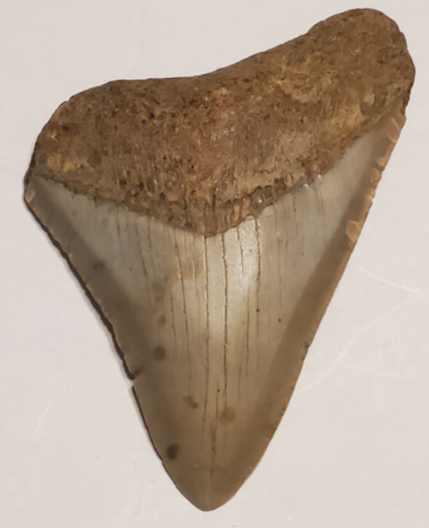 3.54” Megalodon Tooth